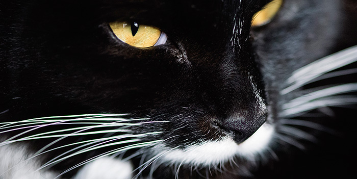 Célébrissimes animaux