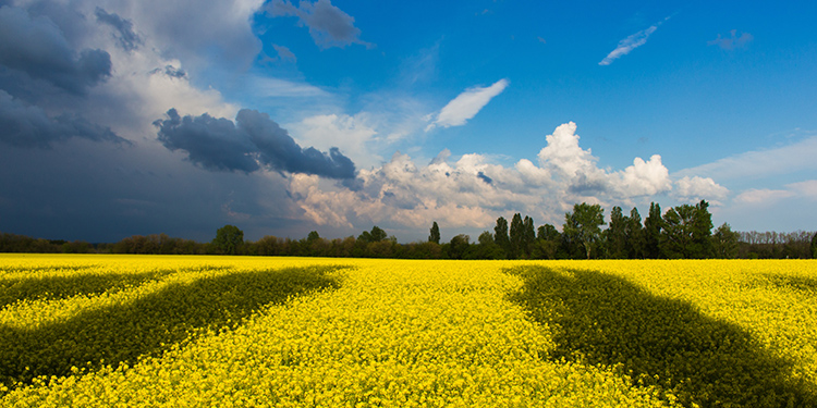 Nations of the World - Ukraine